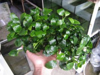 /album/fotogaleria-anubias-barteri-nanaaaa/anubias-barteri-nana-5-jpg/